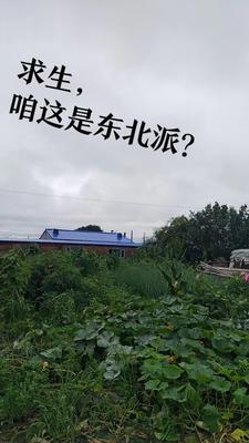 求生竞赛，咱这是东北派？